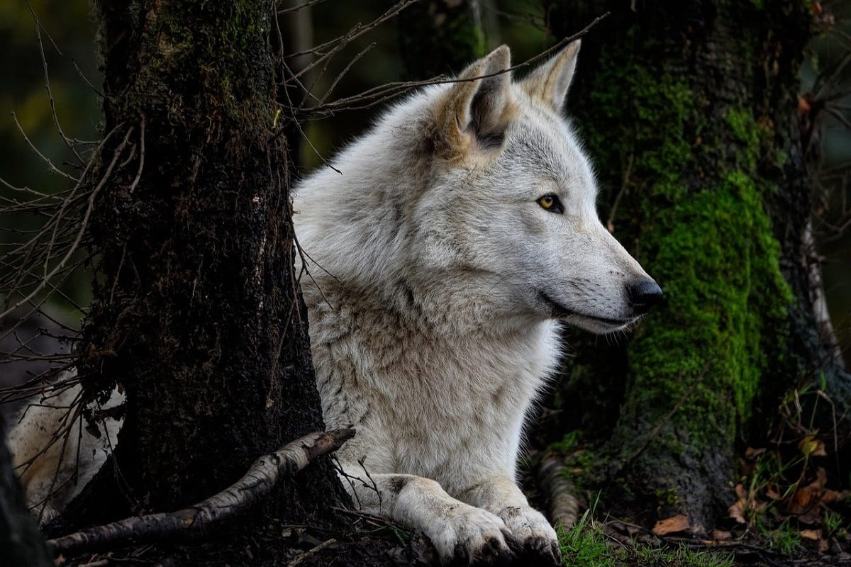 I lupi: misteriosi predatori della natura e protettori degli ecosistemi italiani